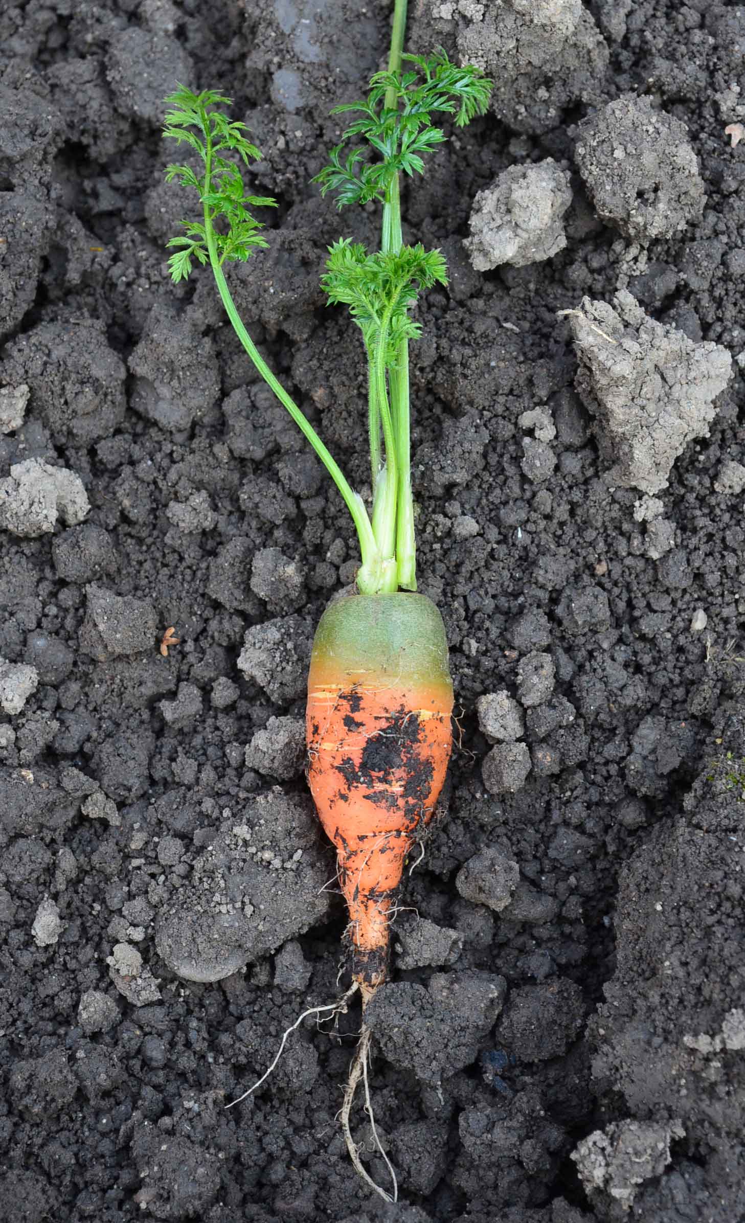 Stick-Freebie des Monats: Karotten-Teil-Applikation – roetsch.net